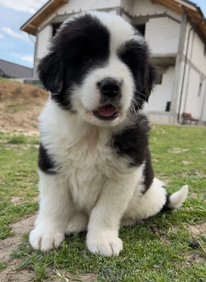 Mascul ciobanesc de bucovina