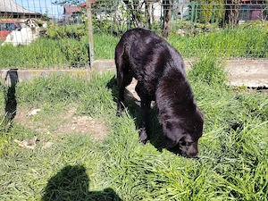 Catelusa metis Corb si Kangal in varsta de 7 luni