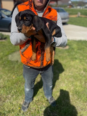 Vând catei Copoi Ardelenesc 