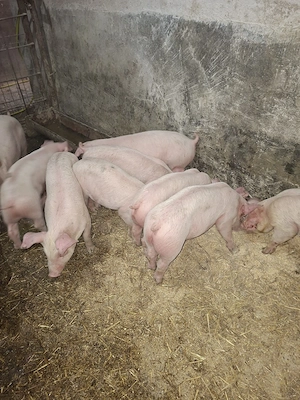 purcei si grasuni - imagine 3