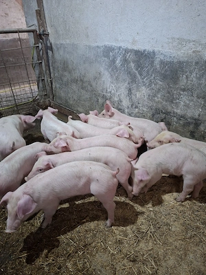 purcei si grasuni - imagine 2