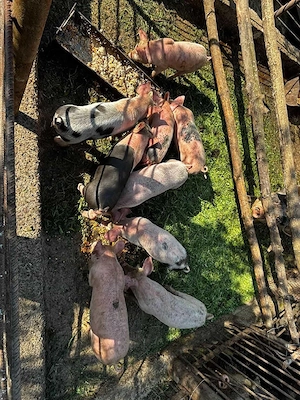 purcei de 8 săptămâni de vânzare  - imagine 2