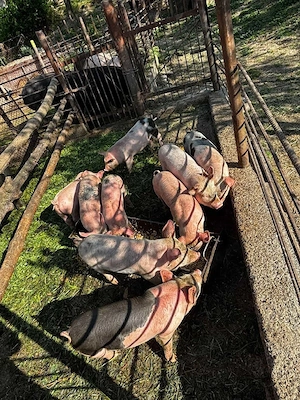 purcei de 8 săptămâni de vânzare  - imagine 3