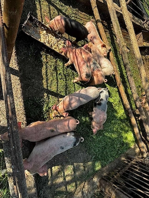 purcei de 8 săptămâni de vânzare  - imagine 5