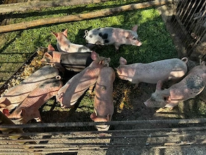 purcei de 8 săptămâni de vânzare 