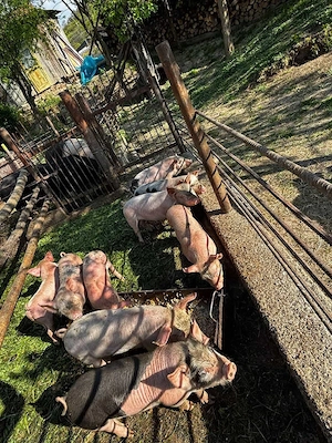 purcei de 8 săptămâni de vânzare  - imagine 4