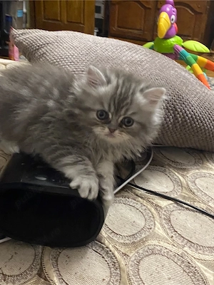 Persana motanel 6 sapt superb  - imagine 4