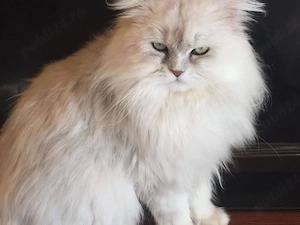 Persana motanel 6 sapt superb  - imagine 3