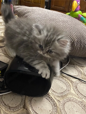 Persana motanel 6 sapt superb  - imagine 5