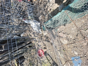 Ratoi  lesesti   De Vanzare  - imagine 2