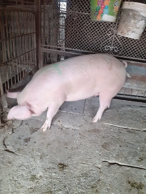 Porc femela 135 kg - imagine 3