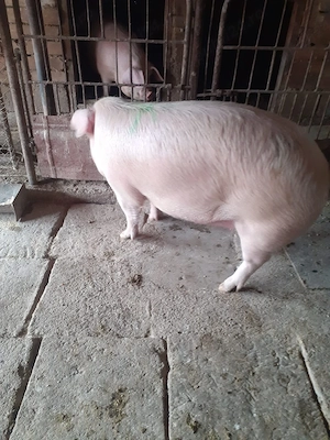 Porc femela 135 kg - imagine 2