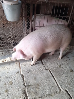 Porc mascul 155 kg - imagine 3