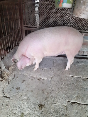 Porc mascul 155 kg - imagine 2