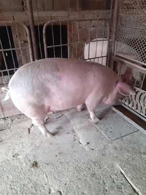 Porc femela 165 de kilograme  - imagine 2