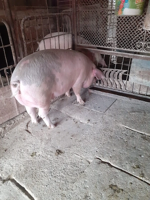Porc femela 165 de kilograme  - imagine 3