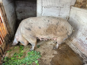 Scroafă montată  - imagine 2