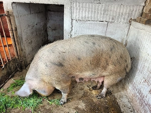 Scroafă montată  - imagine 4