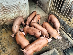 Scroafă montată  - imagine 3