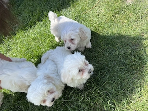 Bichon maltezi de vânzare  - imagine 3