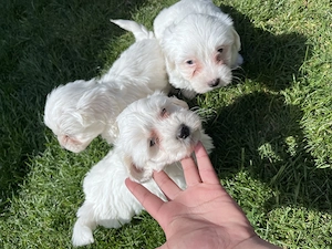 Bichon maltezi de vânzare  - imagine 4