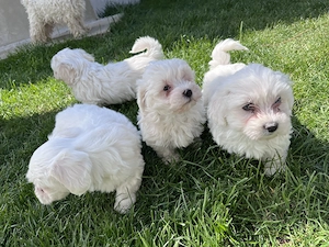 Bichon maltezi de vânzare 