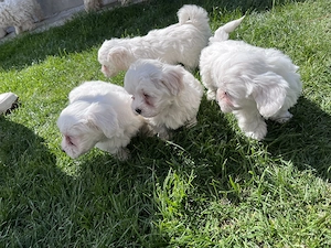 Bichon maltezi de vânzare  - imagine 2