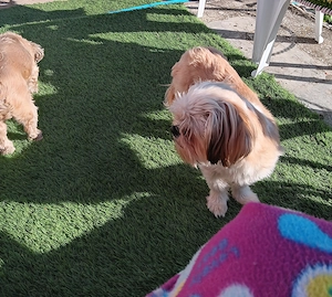 Donez catel shih tzu - imagine 3