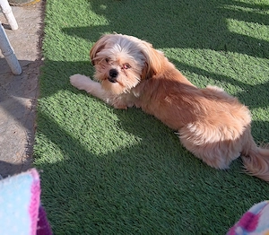 Vand catel rasa shih tzu 