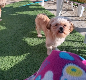 Donez catel shih tzu - imagine 4