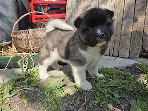 Pui Akita American - imagine 2