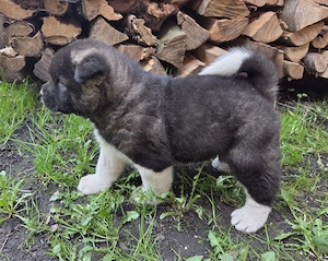 Pui Akita American - imagine 4