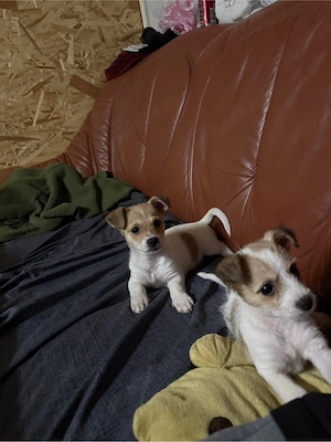 Donez doua surioare  - imagine 2