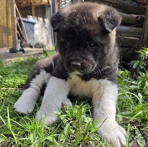 Pui Akita American - imagine 5