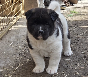 Pui Akita American