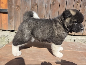 Pui Akita American - imagine 3