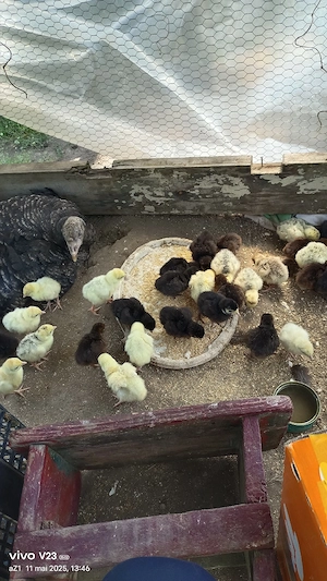 vamd pui de curca  - imagine 4