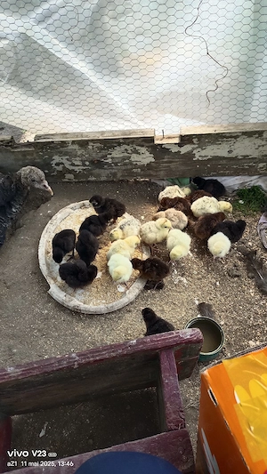 vamd pui de curca  - imagine 3