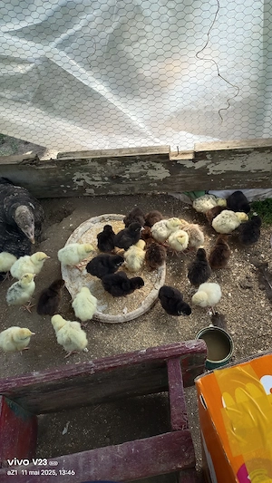 vamd pui de curca  - imagine 2