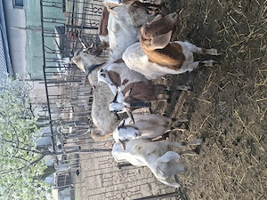 vand capre rasa boer si anglonubian 