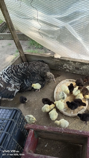 vamd pui de curca  - imagine 5