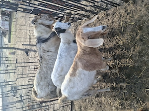 vand capre rasa boer si anglonubian  - imagine 2