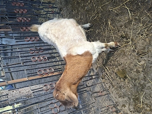 vand capre rasa boer si anglonubian  - imagine 3