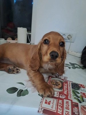 Cățelușă Cocker Spaniel 