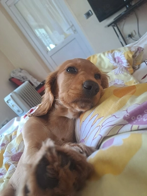 Cățelușă Cocker Spaniel  - imagine 3