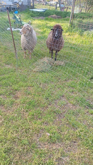 Oi frumoase de vânzare 