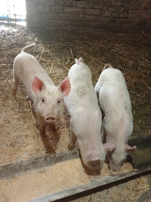 Purcei de vânzare. - imagine 3