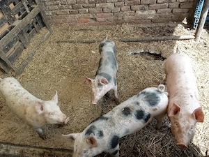 Purcei de vânzare. - imagine 2