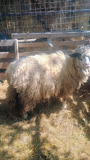 Vand doua miele de anul trecut  - imagine 5