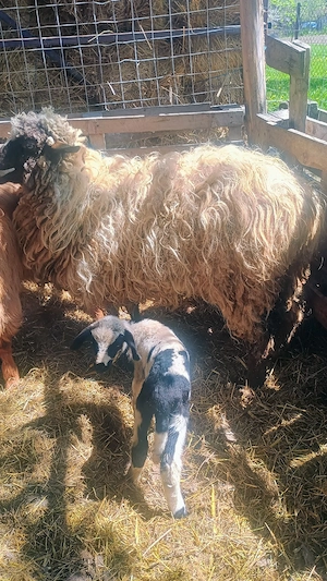 Vand doua miele de anul trecut  - imagine 2